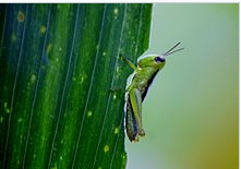 西安灭鼠公司 西安灭鼠公司