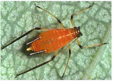 西安灭鼠公司 西安灭鼠公司