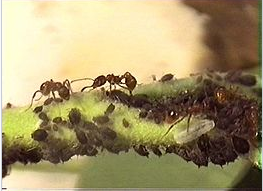 西安消杀公司 西安消杀公司