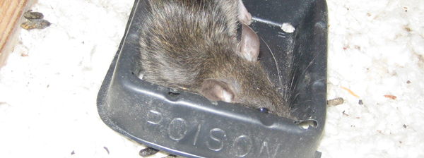 西安消杀公司 西安消杀公司