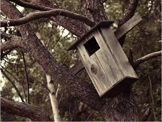 西安灭鼠公司 西安灭鼠公司