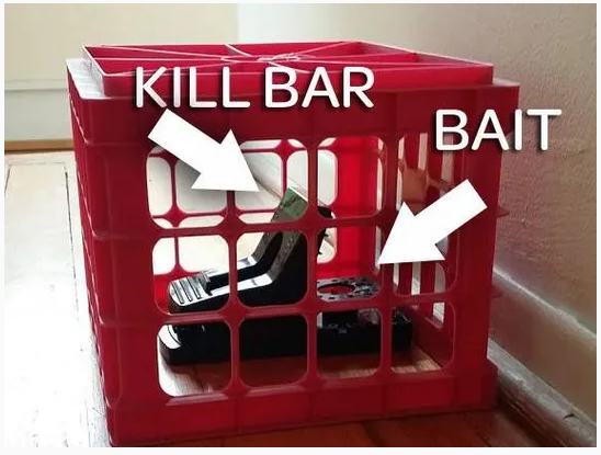 西安灭鼠公司 西安灭鼠公司