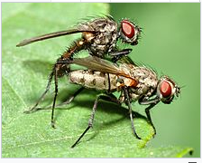 西安消杀公司 西安消杀公司