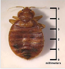 西安消杀公司 西安消杀公司
