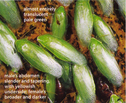 西安消杀公司 西安消杀公司