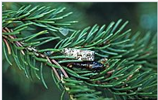 西安消杀公司 西安消杀公司