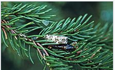 西安消杀公司 西安消杀公司