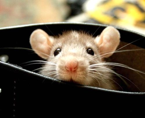 西安灭鼠公司 西安灭鼠公司