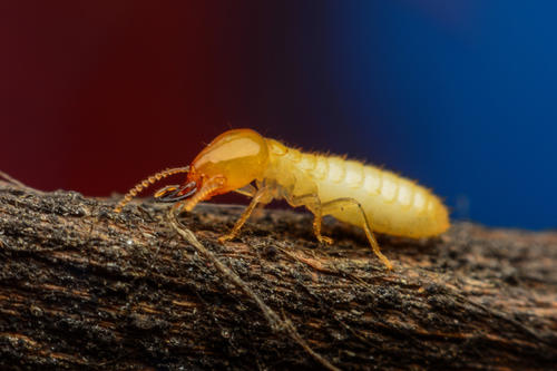 西安消杀公司 西安消杀公司