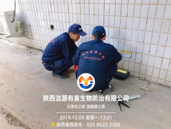西安灭鼠公司 西安灭鼠公司