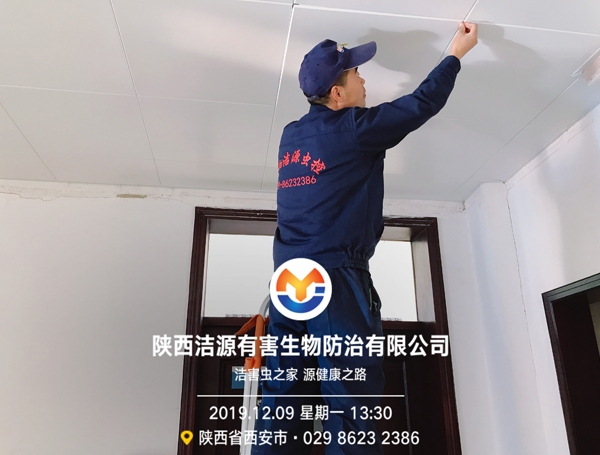 西安灭鼠公司 西安灭鼠公司