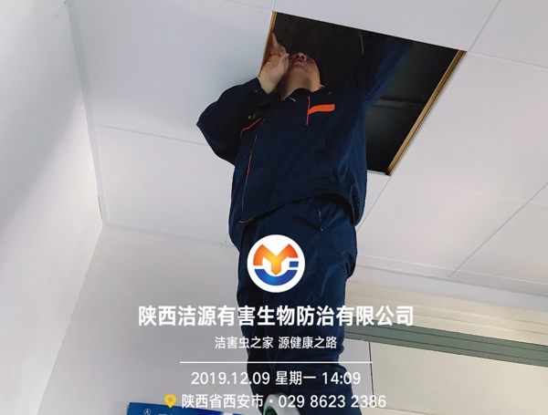 西安灭鼠公司 西安灭鼠公司