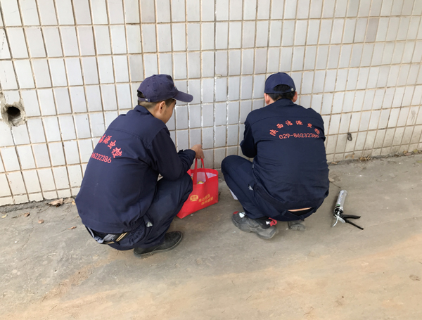 西安灭鼠公司 西安灭鼠公司