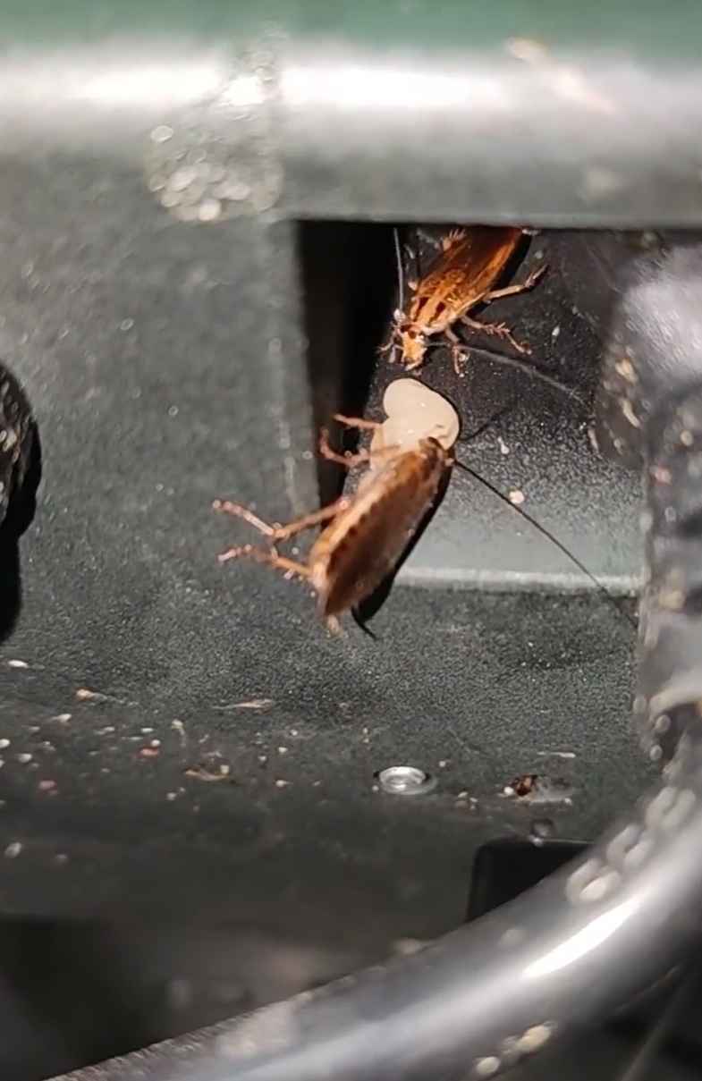 西安灭蟑螂公司 西安灭蟑螂公司