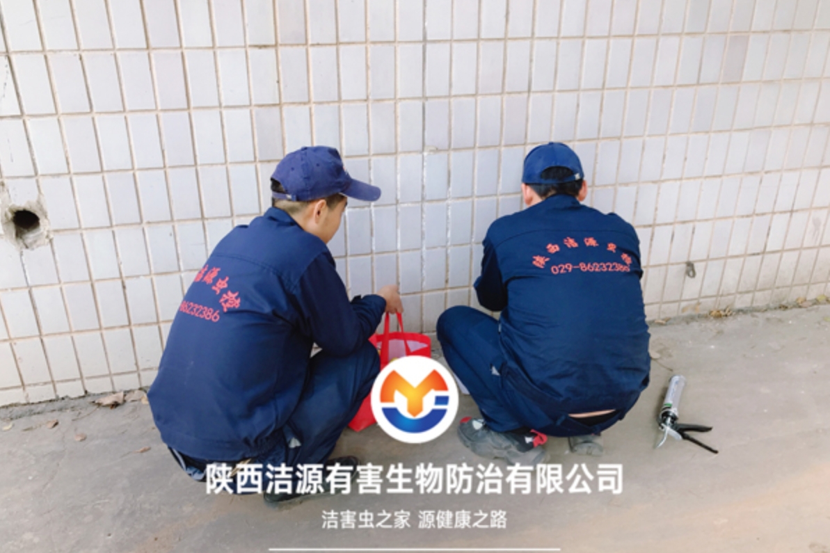 西安灭老鼠公司 西安灭老鼠公司