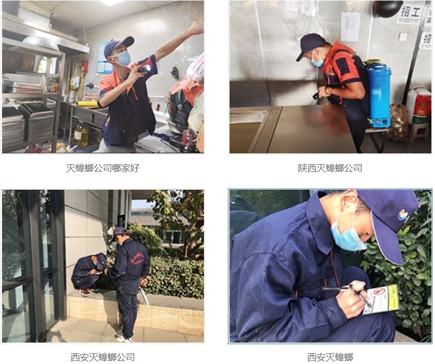 西安灭蟑螂公司