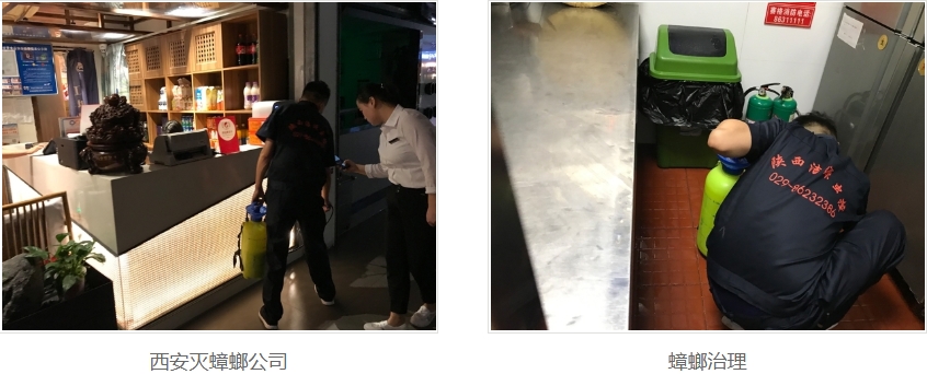 西安灭蟑螂公司
