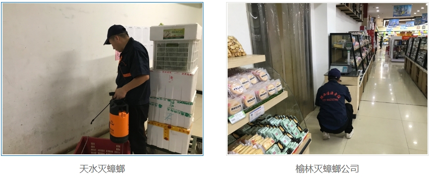西安灭蟑螂公司