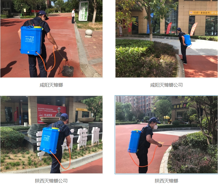 西安灭蟑螂公司