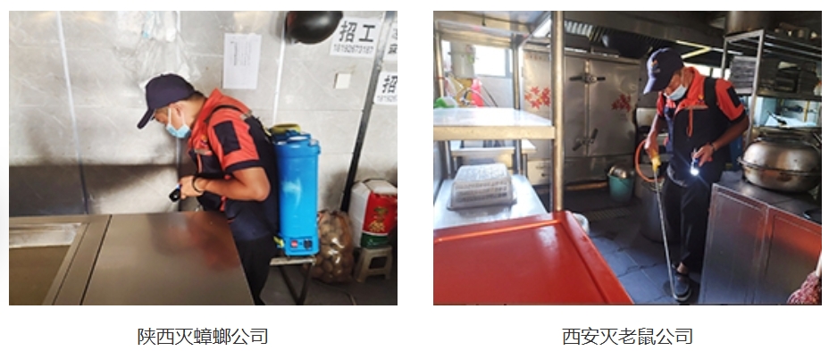 西安灭蟑螂公司