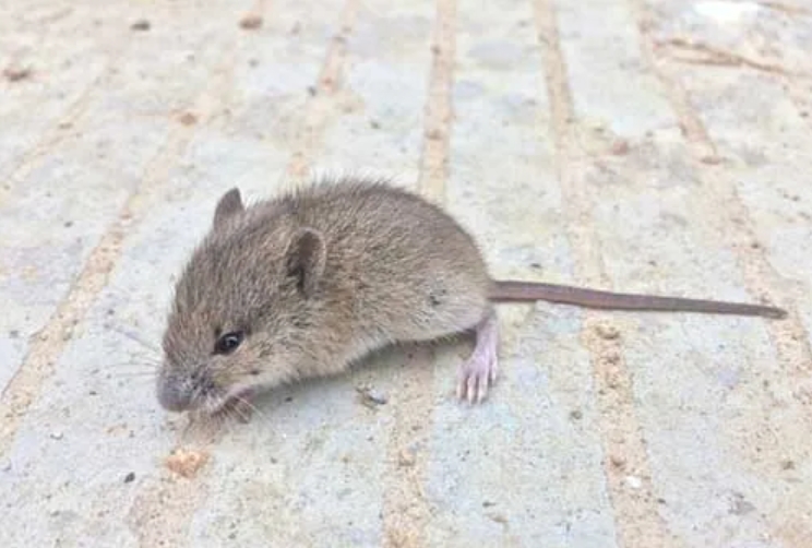 西安灭老鼠公司 西安灭老鼠公司