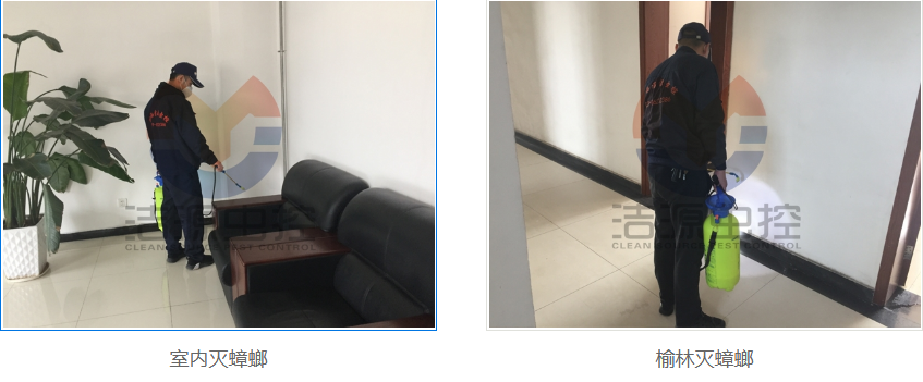 西安灭蟑螂公司 西安灭蟑螂公司