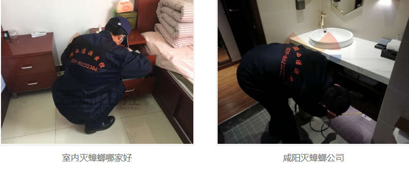 西安灭老鼠公司