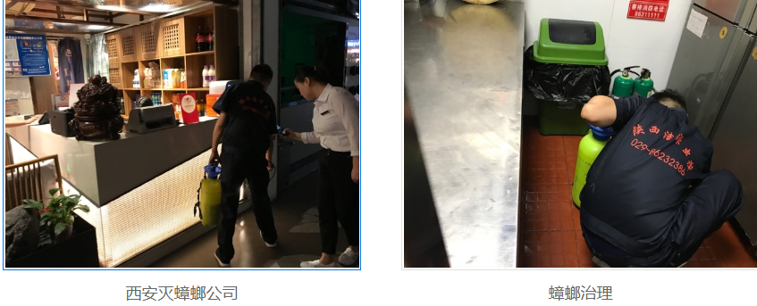 西安灭蟑螂公司