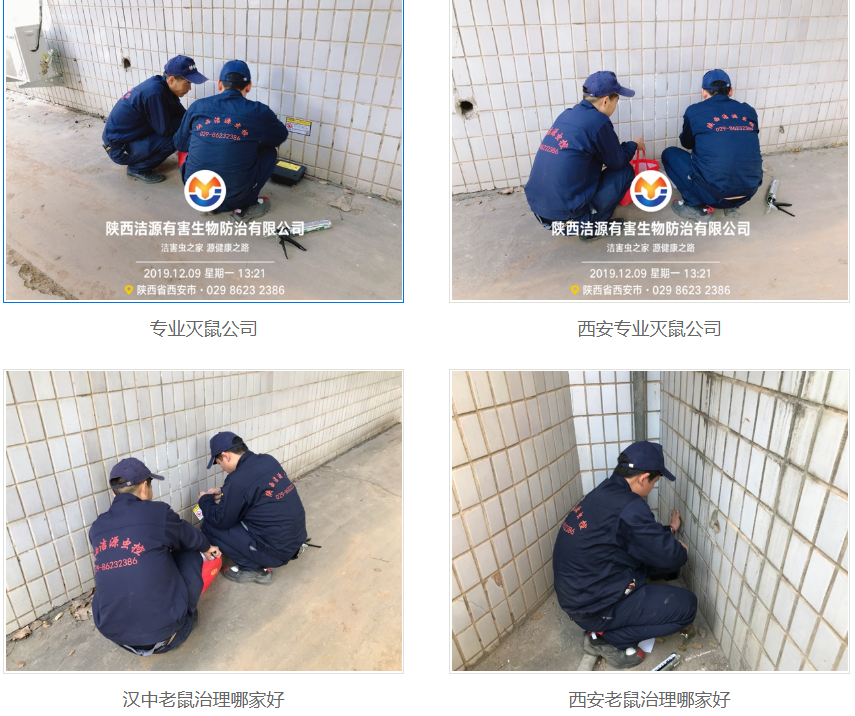 西安灭老鼠公司