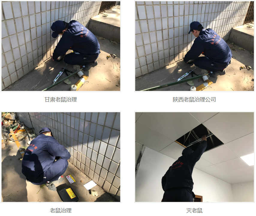 西安灭老鼠公司