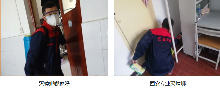 西安灭蟑螂公司 西安灭蟑螂公司
