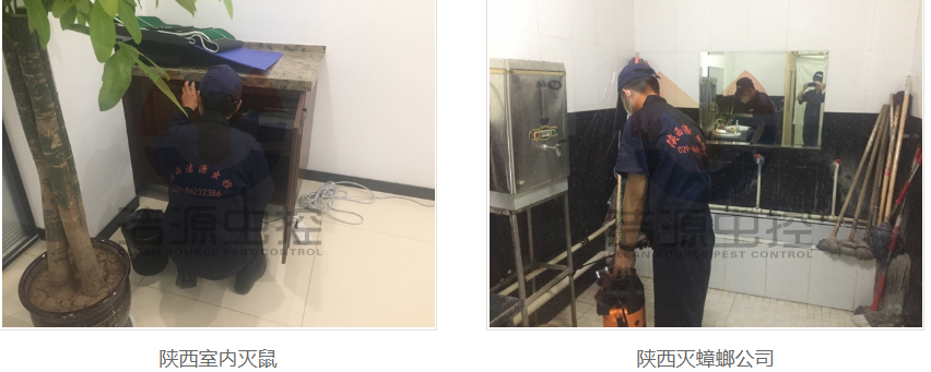 西安灭蟑螂公司 西安灭蟑螂公司